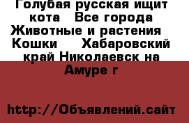 Голубая русская ищит кота - Все города Животные и растения » Кошки   . Хабаровский край,Николаевск-на-Амуре г.